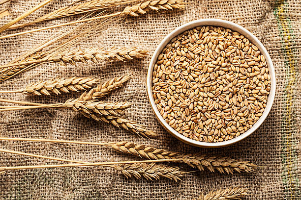 Wheat - SIVANK Traders
